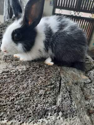 Rabbit for sale - Rabbit on Aster Vender