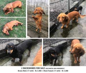 2 dogs for sale - Dogs on Aster Vender