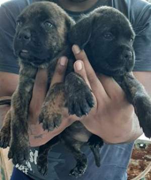 Cane Corso Pure Breed - Dogs on Aster Vender