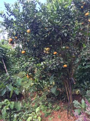 Mandarin trees - Plants and Trees on Aster Vender