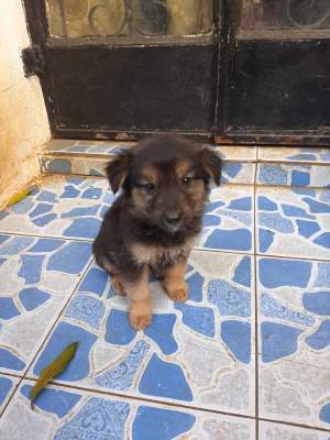 Puppies(4 left) - Dogs on Aster Vender