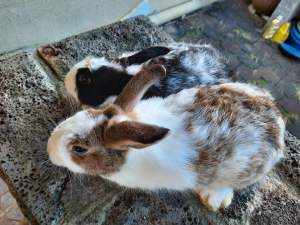 Rabbit for sale - Rabbit on Aster Vender