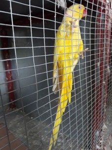 A vendre male cateau jaune 3 ans et demi li pas envoler bien - Birds on Aster Vender