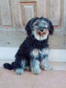 A vend Griffon nain Rs 6,000 Feml - Dogs on Aster Vender