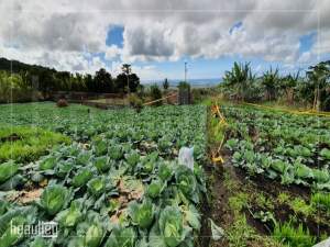 Agricultural land of 33 perches is for sale in Pont Bondieu - Land on Aster Vender