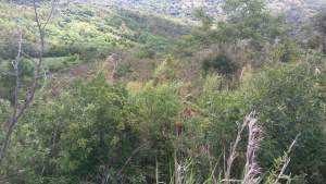 Agricultural Land - Land on Aster Vender