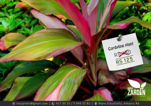 Cordyline plant - Plants and Trees on Aster Vender