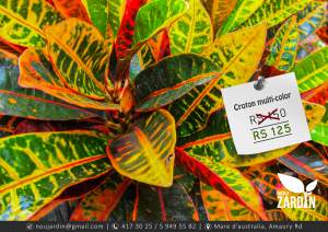 Croton multicolour plant - Plants and Trees on Aster Vender