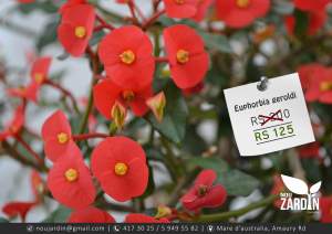 Euphorbia geroldi  plant - Plants and Trees on Aster Vender