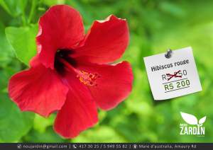 Hibiscus rouge plant - Plants and Trees on Aster Vender