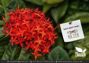 Ixora rouge plant - ( Giant ) - Plants and Trees on Aster Vender