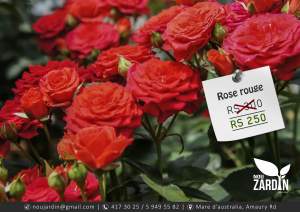 Rose rouge plant ( Giant Rose ) - Plants and Trees on Aster Vender