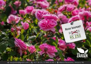 Rose bouquet plant - Plants and Trees on Aster Vender