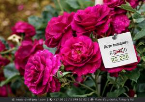 Rose miniature plant - Plants and Trees on Aster Vender