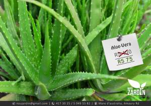 Aloe vera plant - Garden Decorations on Aster Vender