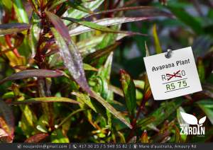 Ayapana plant - Garden Decorations on Aster Vender