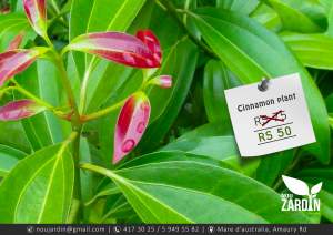 Cinnamon plant - Garden Decorations on Aster Vender