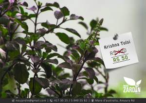 Krishna Tulsi plant - Garden Decorations on Aster Vender