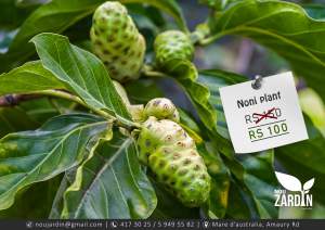 Noni plant - Garden Decorations on Aster Vender