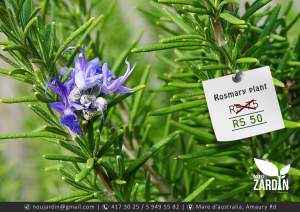 Rosemary plant - Garden Decorations on Aster Vender