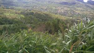 Agricultural Land - Land on Aster Vender