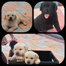Purebred labrador puppies - Dogs on Aster Vender
