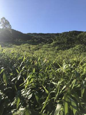 Recolte Balier Fatak - Land on Aster Vender