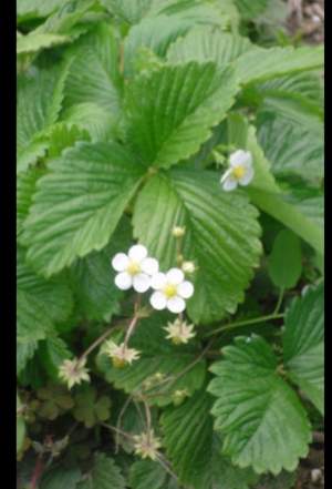 Strawberry plants - Plants and Trees on Aster Vender