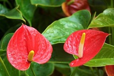 Genda, anthurium and pepper plants - Plants and Trees on Aster Vender