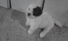 Griffon puppies for sale. - Dogs on Aster Vender