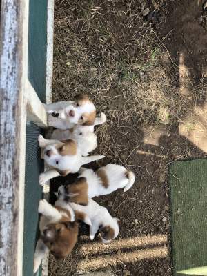 À vendre chiots croisés griffon et teckel - Dogs on Aster Vender