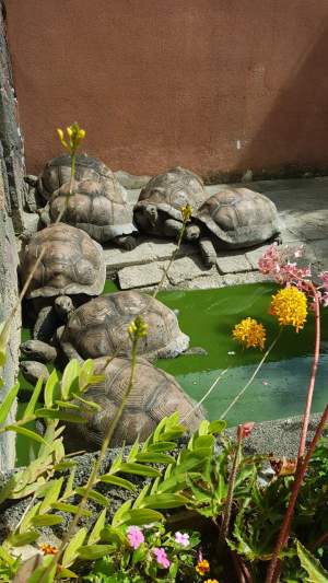 Land tortoise - Turtles on Aster Vender