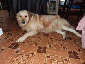 Golden retriever to mate - Dogs on Aster Vender