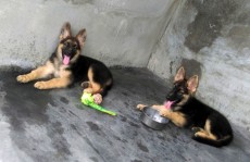 Two females german shepherds. Urgent sale. - Dogs on Aster Vender