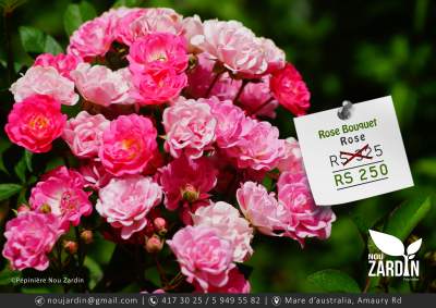 Rose Plant - Plants and Trees on Aster Vender