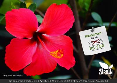 Hibiscus Plant - Plants and Trees on Aster Vender