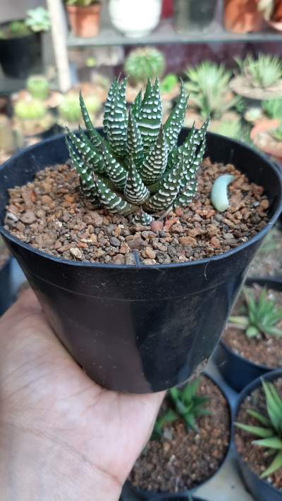 Zebra cactus (unusual species) - Plants and Trees on Aster Vender