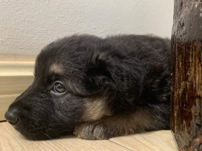 German Shepherd Puppies - Dogs on Aster Vender