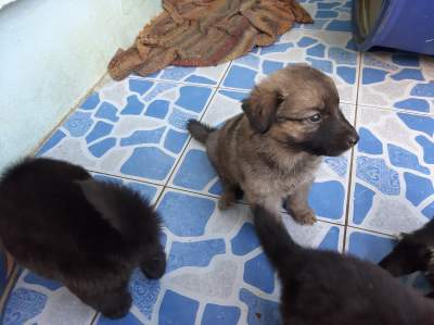 Chiots bergers  - Dogs on Aster Vender