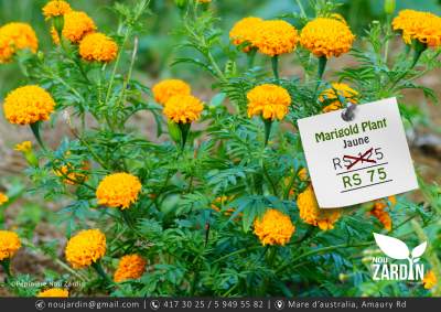 Marigold Plant - Plants and Trees on Aster Vender