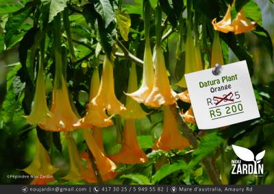 Datura Plant - Plants and Trees on Aster Vender