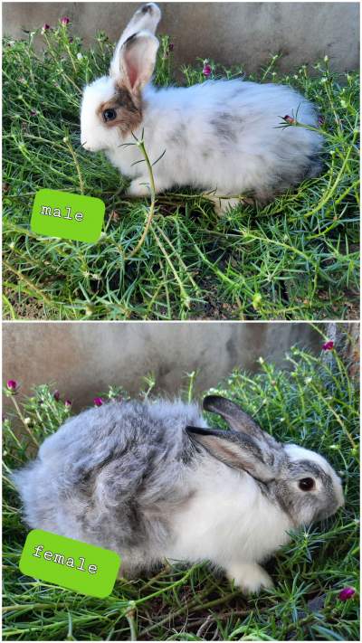 Rabbit for sale - Rabbit on Aster Vender