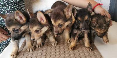 Pure breed German Shepherd puppies - Dogs on Aster Vender