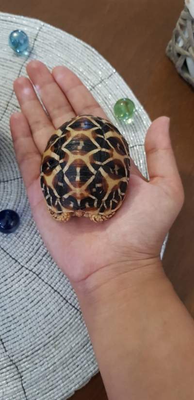 Tortoise - Turtles on Aster Vender