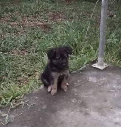 Long haired German Shepherd puppy - Dogs on Aster Vender