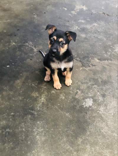 Short haired German Shepherd puppy  - Dogs on Aster Vender