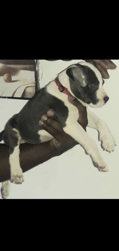 blue amstaff for sale last female 34k adebat call 58097509 - Dogs on Aster Vender