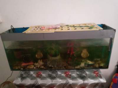 Aquarium Fish Set -  Aquarium fish on Aster Vender