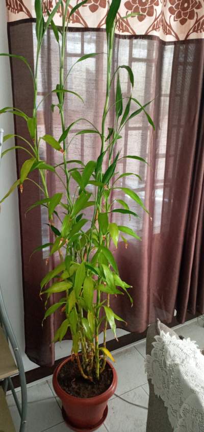 lucky bamboo 2M140 - Interior Decor on Aster Vender