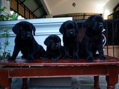 Labrador 7 weeks - Pure English Breed - Dogs on Aster Vender